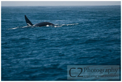 218-Morro Bay California - Orca - Killer Whale_DSC6875.jpg