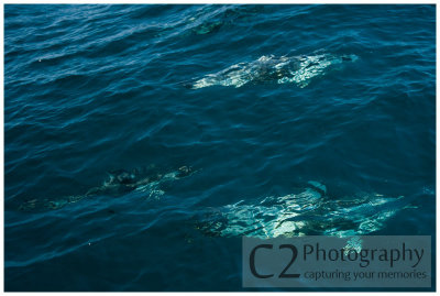 219-Morro Bay California - Dolphin Escort_DSC6900.jpg