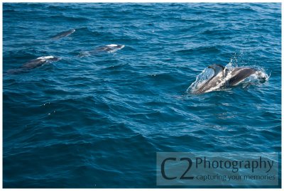 220-Morro Bay California - Dolphin Escort_DSC6902.jpg