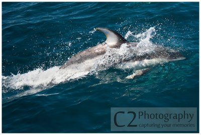 221-Morro Bay California - Dolphin Escort_DSC6910.jpg