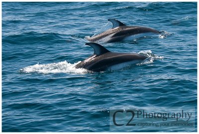 222-Morro Bay California - Dolphin Escort_DSC6913.jpg