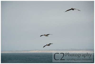 307-Monterey Pelicans_DSC7202.jpg
