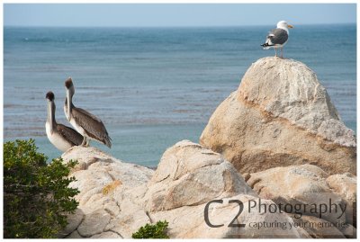 308-Monterey Pelicans_DSC7208.jpg