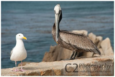 309-Monterey Pelicans_DSC7212.jpg