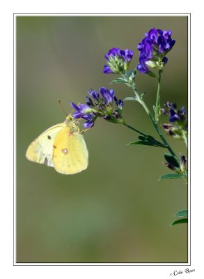 Butterfly - 3089.jpg