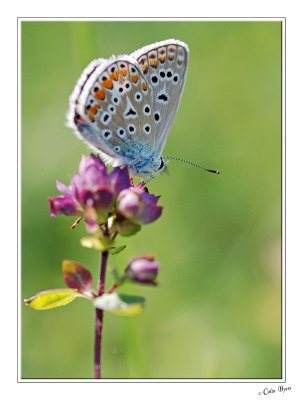 Butterfly - 3193.jpg