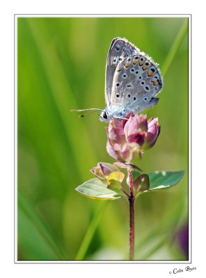 Butterfly - 3207.jpg