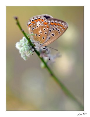 Butterfly - 3298.jpg