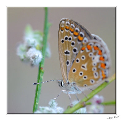 Butterfly - 3308.jpg