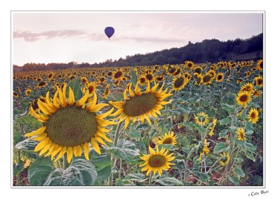 Sunflower - 3376.jpg