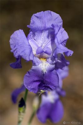 CRW_2894-Iris.jpg