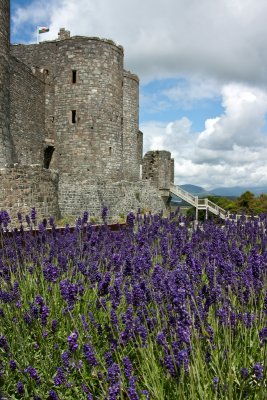 Harlech Castle IMG_1575.jpg