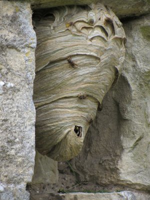 wasp nest on wall of church at Wharram Percy