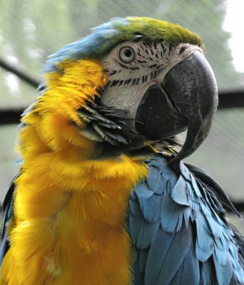 Pickering Park Macaw IMG_4549.JPG