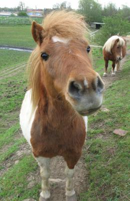 inquisitive pony near Skidby