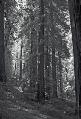 DSC04078redwoods.jpg