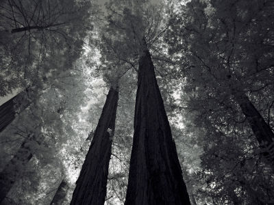 DSC04091redwoods.jpg