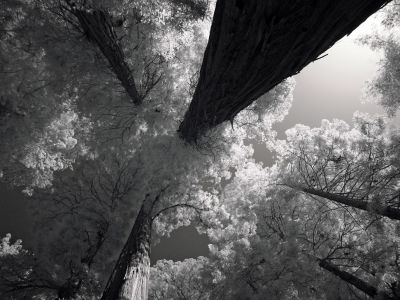 DSC04095redwoods.jpg