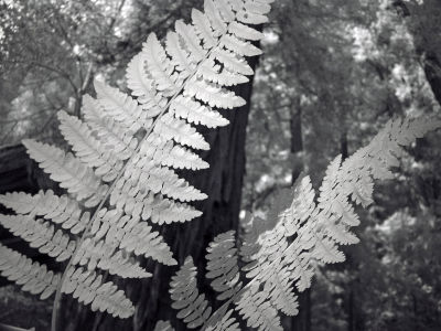 DSC04126redwoods.jpg