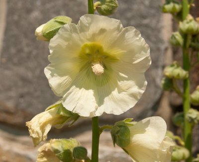 Hollyhock -- one of my favorite greenies