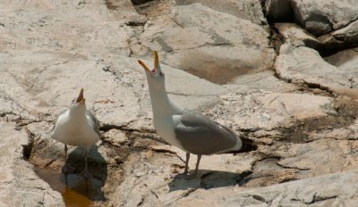 Hungry Birds??