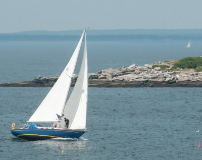 Sails -note local bird attacking man