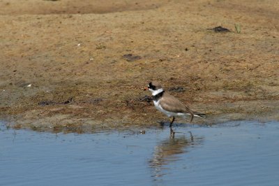 Semipalmated Plover.jpg