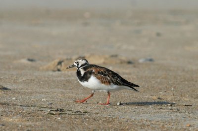 Ruddy Turnstone