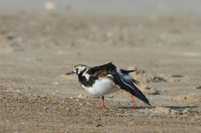 Ruddy Turnstone