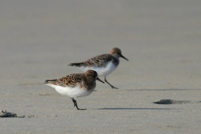 Sanderling