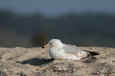 Sleepy Ring-billed Gull