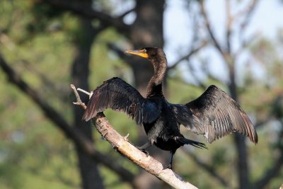 Sunbathing Double-crested Cormorant