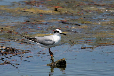 Foster's Tern (in winter coat)