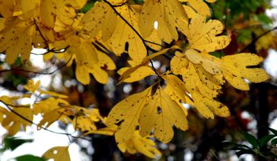 IMG_0866_1.jpg