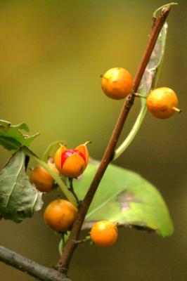 croydon_creek_nature_cntr