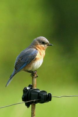 Patuxent Wildlife Research Center