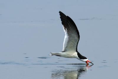 Black Skimmer