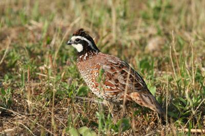 Northern Bobwhite (male)