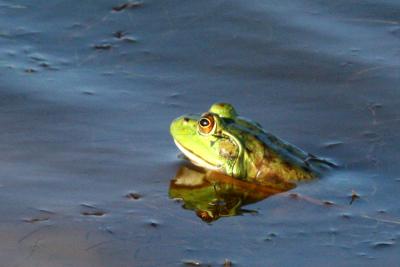 Green Frog (Rana clamitans melanota)