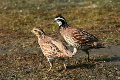 Pair of Northern Bobwhite