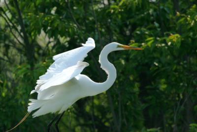 Great Egret