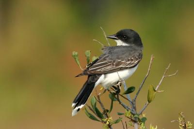 Eastern kingbird