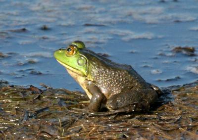 Green Frog (Rana clamitans melanota)