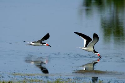 Black Skimmers