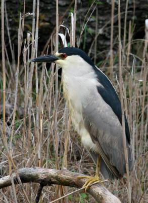 Black-crowned Night Heron