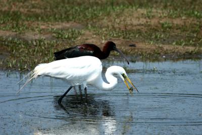 Great Egret