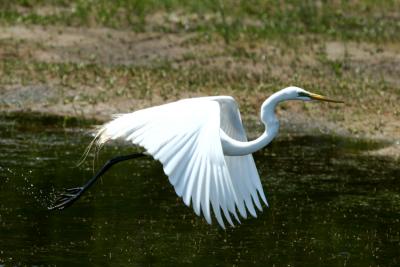 Great Egret