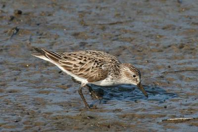Semipalmated Sandpiper