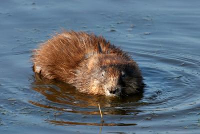 Muskrat
