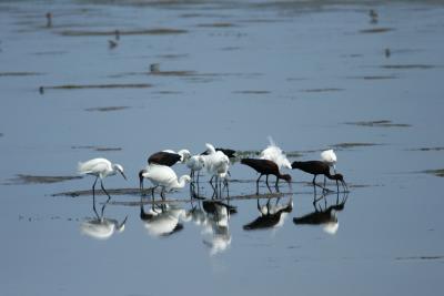 Snowy Egret and Glossy Ibis feeding on mud bed